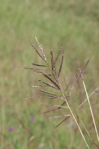 Bothriochloa bladhii #17